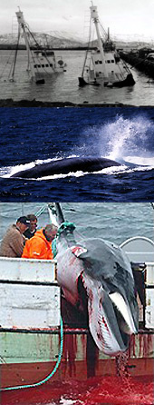 Forr�s: SeaShepherd