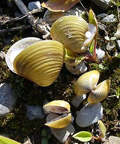 Forrás: inatura.at
