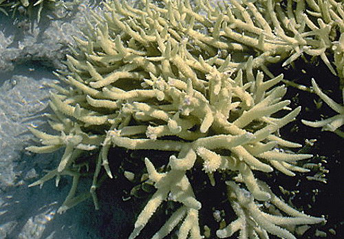 Forrás: www.oceans.greenpeace.org