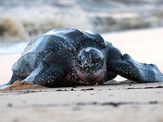 Forr�s: [origo]