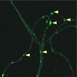 Forrás: Science/AAAS
