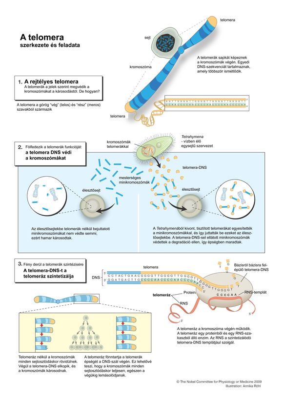 Nobel-bizotts�g
