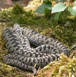 Forrás: Wikimedia Commons Forrás: Wikimedia Commons