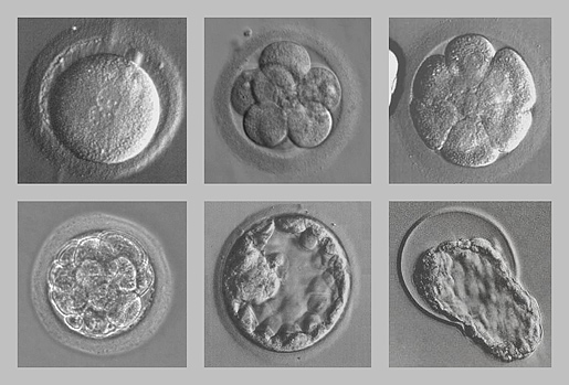 Forr�s: nobelprize.org