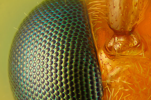 Forrás: Nikon Small World/Charles Krebs Forrás: Nikon Small World/Charles Krebs