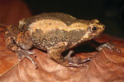 S. Biju