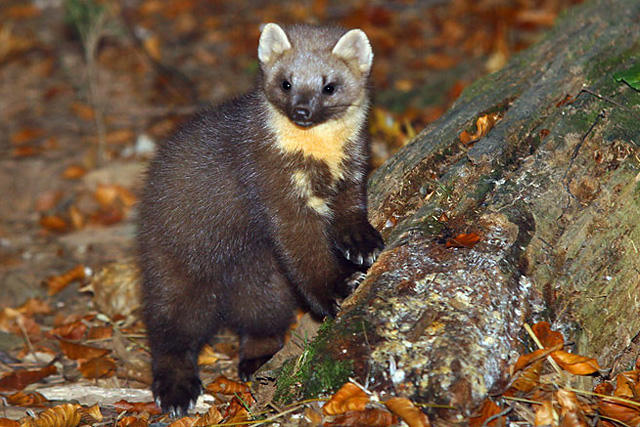 Forrás: Wikimedia Common Forrás: Wikimedia Common