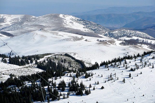 Forr�s: Flickr