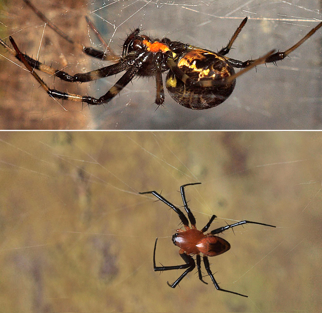 Forrás: Flickr/Pen Araneae Forrás: Flickr/Pen Araneae