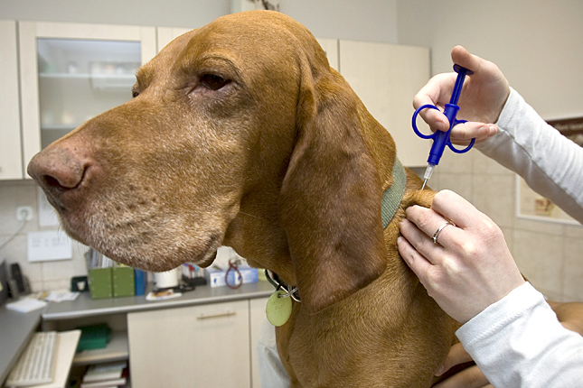 Forrás: MTI/Szigetváry Zsolt